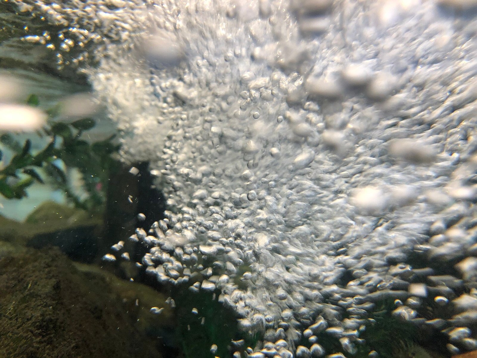 Air bubbles rising in a fish tank to improve surface movement and oxygen exchange