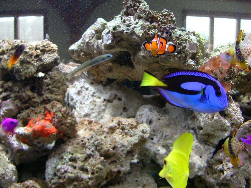 Group of aquarium fish that would all be exposed during a tank-wide ammonia problem