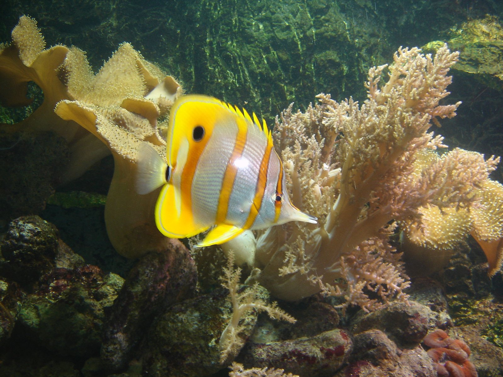 Close-up of a live aquarium fish used for symptom observation