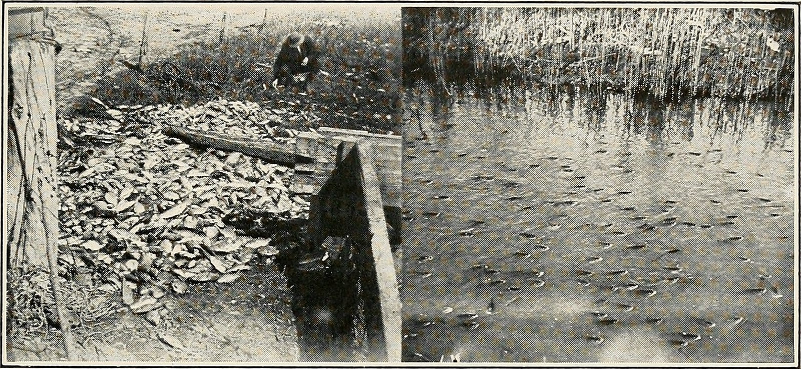 Goldfish near the water surface during an oxygen stress demonstration
