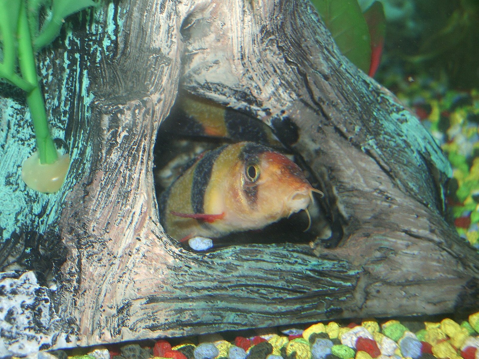 Clown loaches showing white spot disease symptoms in an aquarium